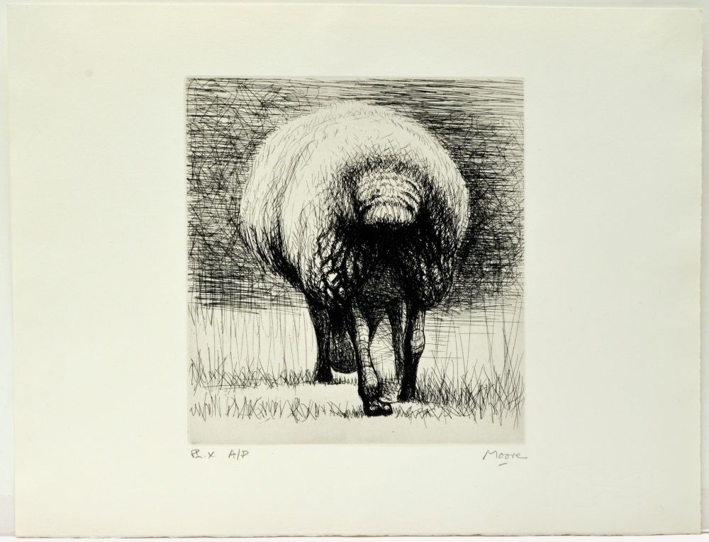 Engraving Moore - Sheep back view