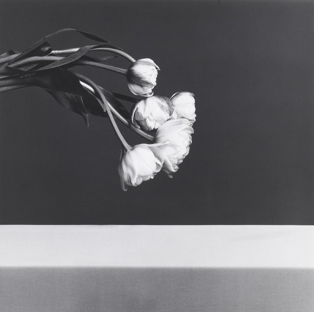 Photography Mapplethorpe - Tulips