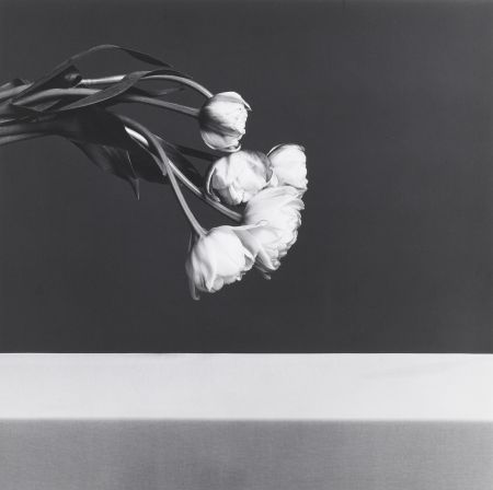 Photography Mapplethorpe - Tulips