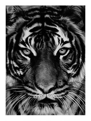 Lithograph Longo - Untitled (Tiger)