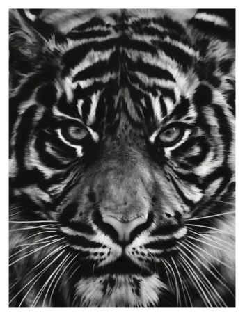 Screenprint Longo - Untitled (Tiger head 2)