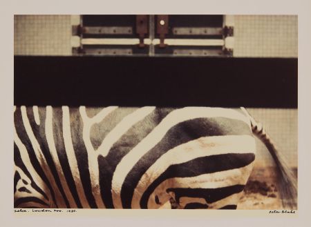 Photography Blake - Zebra, London Zoo